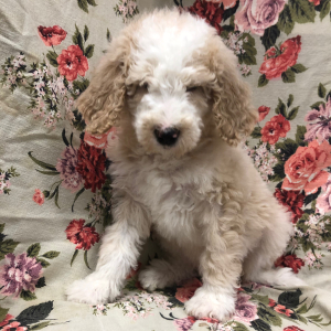 Bernedoodle Puppy Merry