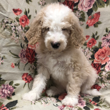 Bernedoodle Puppy Merry