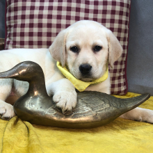 Labrador Retriever Puppy Leanie