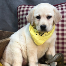 Labrador Retriever Puppy Leanie