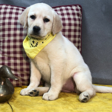 Labrador Retriever Puppy Leanie