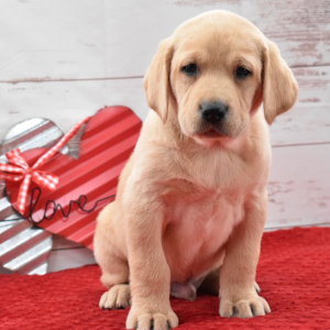Labrador Retriever Puppy Kirby