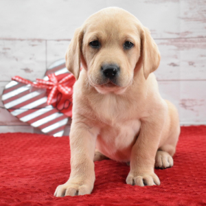 Labrador Retriever Puppy Kirby