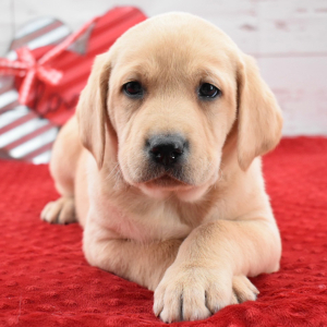 Labrador Retriever Puppy Kirby