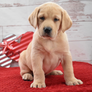 Labrador Retriever Puppy Kirby