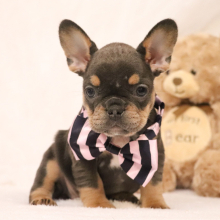 French Bulldog Puppy Daisy