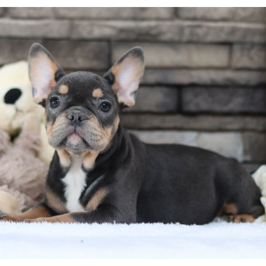 French Bulldog Puppy Daisy