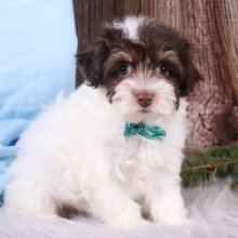 Havapoo Puppy Apollo