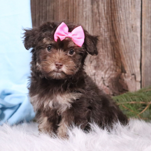Havapoo Puppy Charlotte
