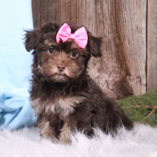 Havapoo Puppy Charlotte
