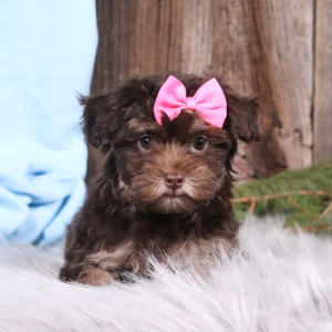 Havapoo Puppy Charlotte