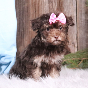 Havapoo Puppy Charlotte