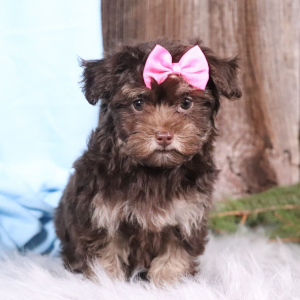 Havapoo Puppy Charlotte