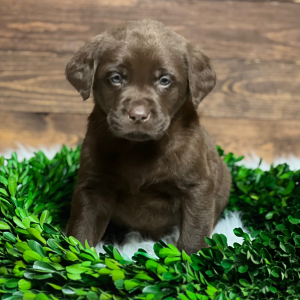 Labrador Retriever Puppy Ellie