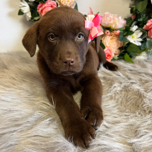Labrador Retriever Puppy Ellie