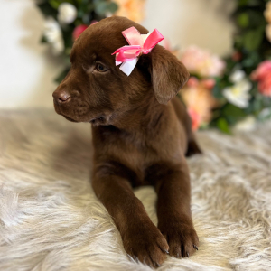 Labrador Retriever Puppy Ellie
