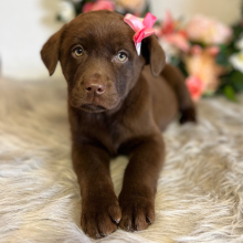 Labrador Retriever Puppy Ellie