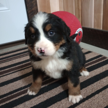 Bernese Mountain Dog Puppy Gia