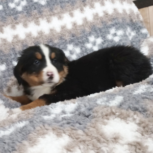 Bernese Mountain Dog Puppy Gia