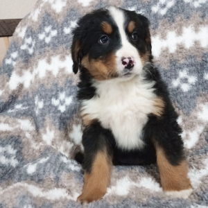 Bernese Mountain Dog Puppy Gia