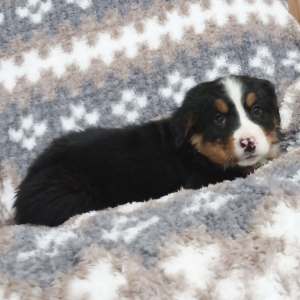 Bernese Mountain Dog Puppy Gia