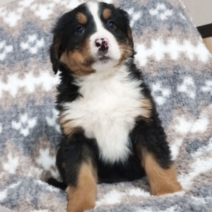 Bernese Mountain Dog Puppy Gia