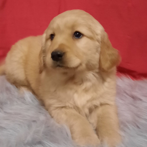 Golden Retriever Puppy Frenchie