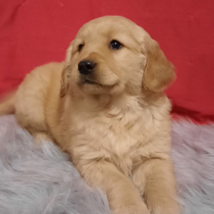Golden Retriever Puppy Frenchie