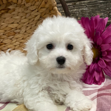 Bichon Frise Puppy Mason