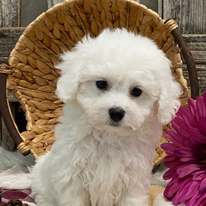 Bichon Frise Puppy Mason