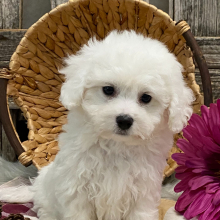 Bichon Frise Puppy Mason