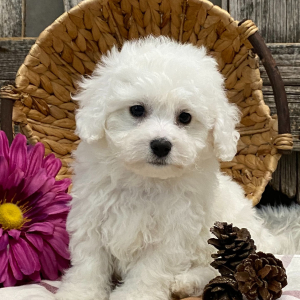 Bichon Frise Puppy Mason