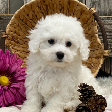 Bichon Frise Puppy Mason