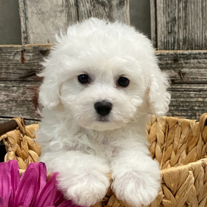 Bichon Frise Puppy Mason