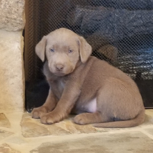 Labrador Retriever Puppy Silver Belle