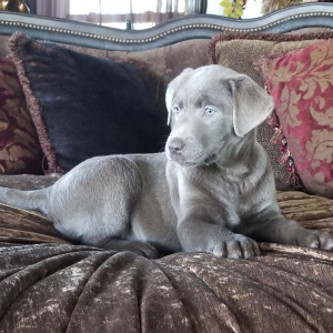 Labrador Retriever Puppy Silver Belle