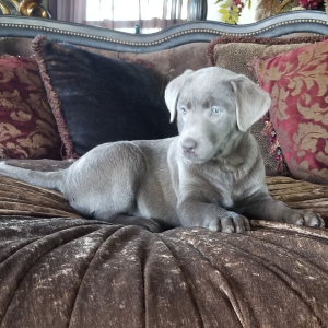 Labrador Retriever Puppy Silver Belle