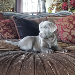Labrador Retriever Puppy Silver Belle