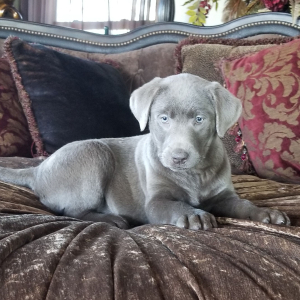 Labrador Retriever Puppy Silver Belle