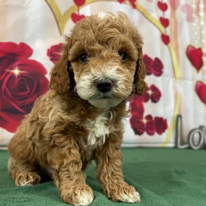 Goldendoodle Puppy Sammy