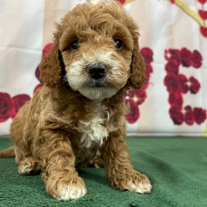 Goldendoodle Puppy Sammy
