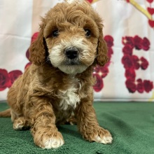 Goldendoodle Puppy Sammy