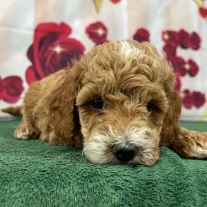 Goldendoodle Puppy Sammy