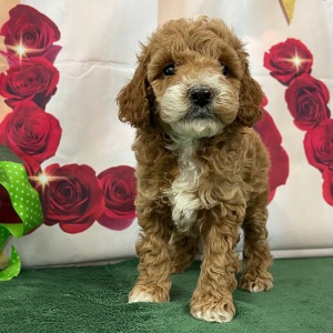 Goldendoodle Puppy Sammy
