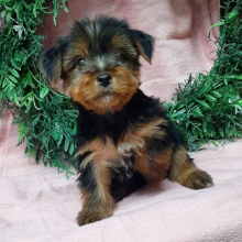 Yorkshire Terrier Puppy Curtis