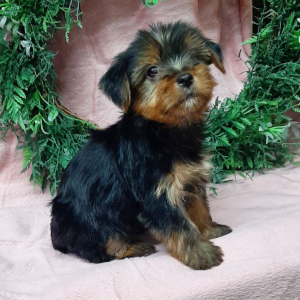 Yorkshire Terrier Puppy Curtis