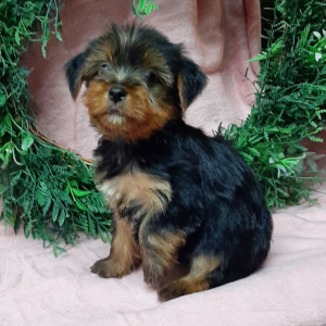 Yorkshire Terrier Puppy Curtis