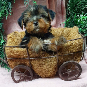 Yorkshire Terrier Puppy Curtis