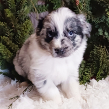 Australian Shepherd Puppy Clay