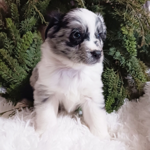 Australian Shepherd Puppy Clay